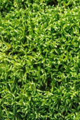 Texture of green forest moss close up