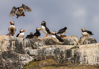 Colony of Puffin birds with one coming in to land