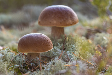 Two penny bun also cep, porcino or porcini (lat. Boletus edulis) mushrooms in the mossy forest at sunny autumn day