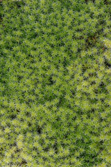 Texture of green forest moss close up