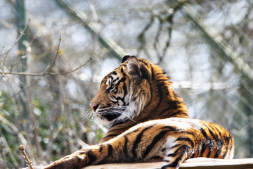 Fototapeta na wymiar a single Sumatran Tiger (Panthera tigris sondaica) resting with eyes closed on a sunny winters day