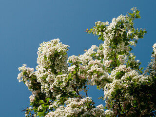 White flowers on a tree, blue sky in the background. Look up view. Summer time and blossom concept. Simple nature background.