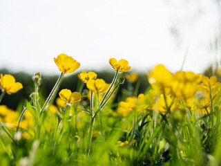 Scene with small yellow summer flowers in a field. Selective focus. Nature background. Warm season...