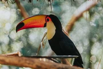 toucan on a branch