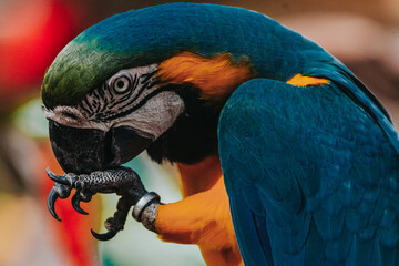 blue and yellow macaw ara © Lephotos