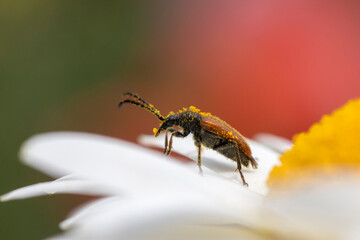 Fairy-ring Longhorn Beetle (Pseudovadonia livida) on Anthemis tinctoria ‘E.C.Buxton’