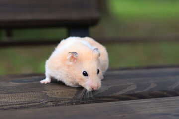 A cute fluffy hamster walks on a beautiful wooden surface, close-up