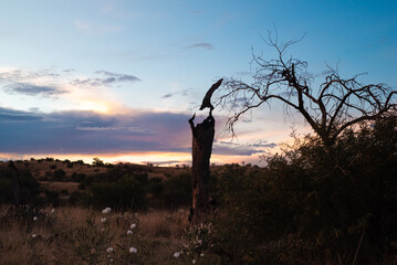 Creepy Dead Tree, Sonoita, AZ