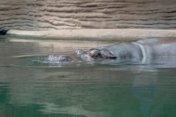 Fototapeta premium Hippo Splash: A regular hippopotamus enjoying a swim in a pool