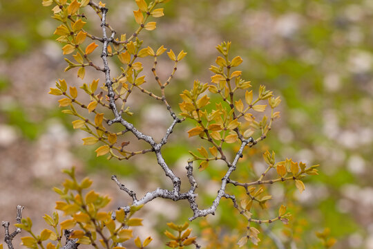 Plant of Jarilla (Larrea divaricata) in bloom. Neuqu&eacute;n Patagonia Argentina
