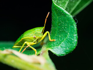 Palomena prasina