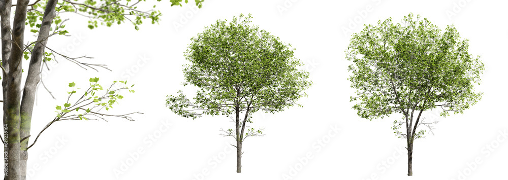 Poster tulip trees isolated on transparent background and selective focus close-up. 3d render.
