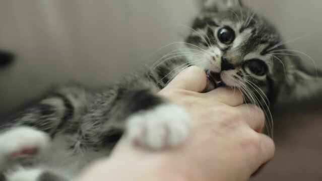 female hand petting playing pat treat grey striped kitten, kitty jumping hunting human fingers, trying bite woman's hand. concept innocent pet pussycat. adopting friend animals humans communication