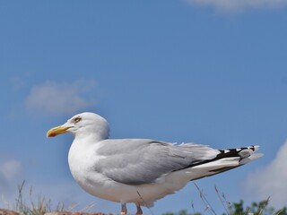 Möwe auf einer Mauer