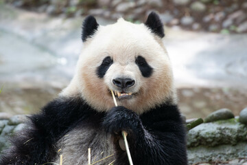 close up lovely panda , Qi Yi , China