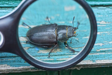 one large brown black beetle magnified under a magnifying glass sits on a green wooden table