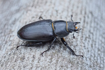 one large brown black beetle sits on a gray table