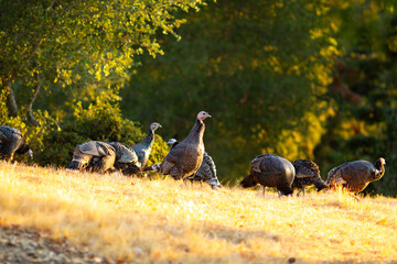 Turkeys