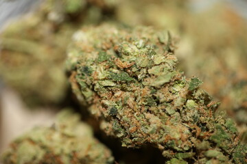 Close up of Jack Herrer medical marijuana buds detail of cannabis on glass jar weed backgrounds big size high quality instant dope prints