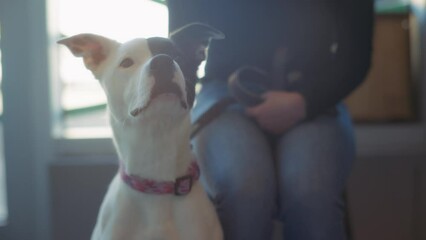 A woman and her pet waiting for a vet appointment in the reception office. Slow motion. 