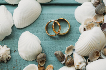 seashells on the sand