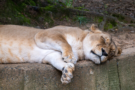 Lioness Resting on a Stone