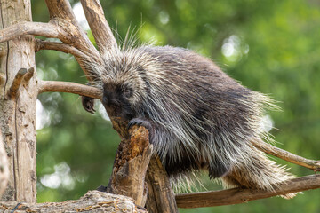 A North American Porcupine Climbing a Tree