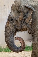 Close Up Photo of an Elderly Elephant