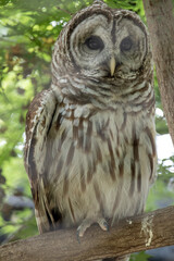 Isolated Photo of a Barred Owl