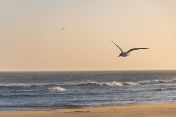 Fototapeta na wymiar Seagull flying over the shore of the beach.