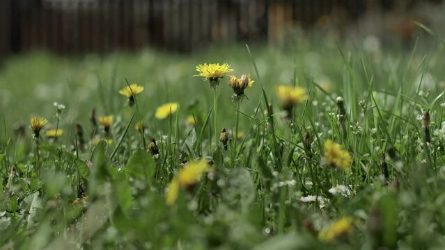 Close-up of yellow dandelion with medicinal effect in the grass green meadow. Summer concept