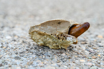 Date shell in rock. Date mussel. Lithophaga lithophaga 