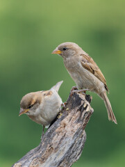 Female House Sparrow and juvenile perched on an old tree stump