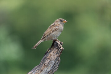 Fototapeta premium Female House Sparrow perched on an old tree stump
