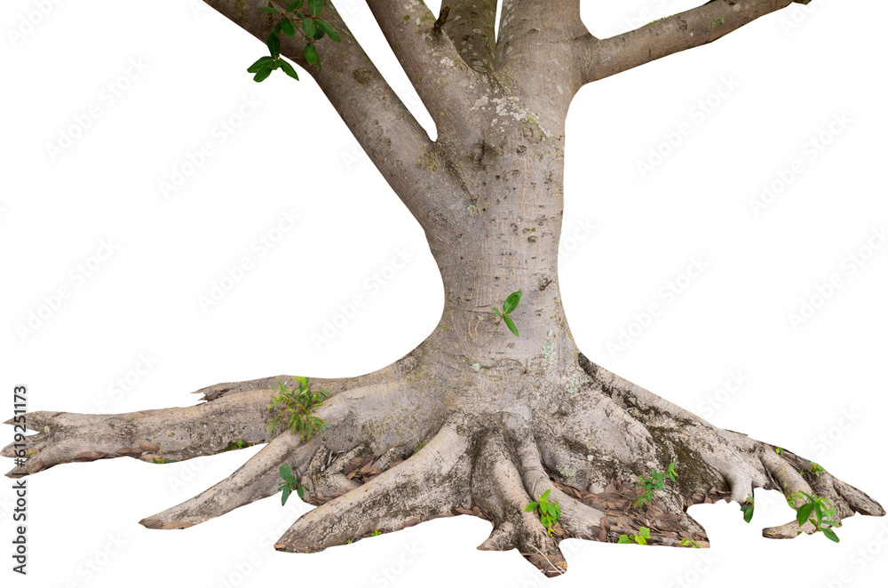 Poster Big tree bark on white background with clippings path