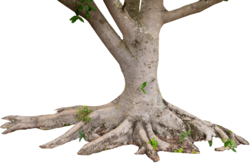 Big tree bark on white background with clippings path