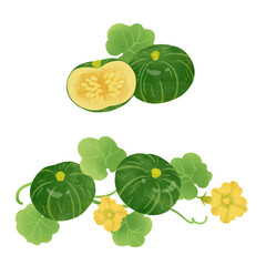 和かぼちゃの手描きイラスト-2