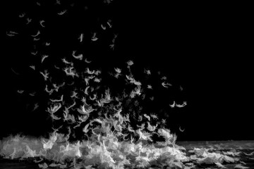 Feathers flying through the air