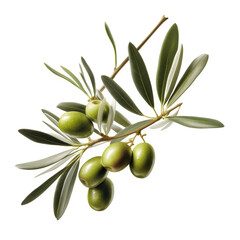 olive flowers on transparent background, png file, isolated, white background with generative ai