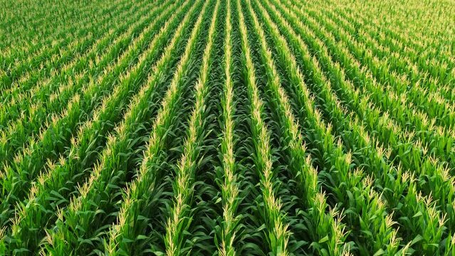 Flying over the rows of corn