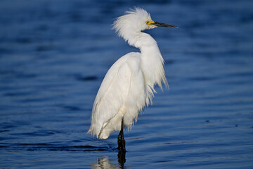 Snowy Egret in the Lake - Egretta thula