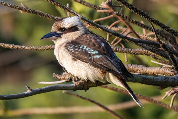 Laughing Kookaburra perched in Norfolk Pine Tree