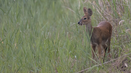 Water deer, Vampire Deer, elk, Hydropotes inermis, 고라니, 수컷