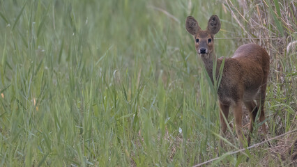 Water deer, Vampire Deer, elk, Hydropotes inermis, 고라니, 수컷