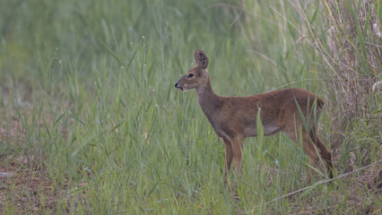 Water deer, Vampire Deer, elk, Hydropotes inermis, 고라니, 수컷