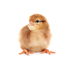 Obraz premium Cute fluffy baby chicken on white background