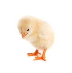 Cute fluffy baby chicken on white background
