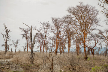 dead trees stand in lake in Africa. Maniara national park