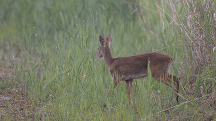 Water deer, Vampire Deer, elk, Hydropotes inermis, 고라니, 수컷