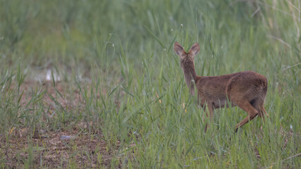 Water deer, Vampire Deer, elk, Hydropotes inermis, 고라니, 수컷